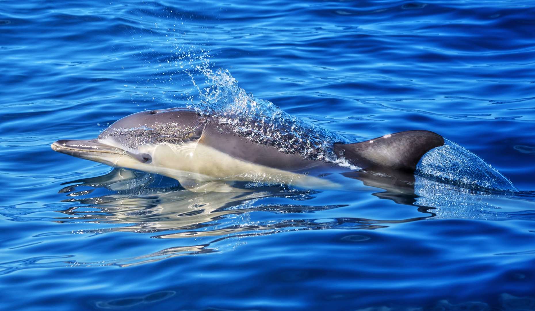 Cute baby dolphin Tauranga Dolphin Cruise