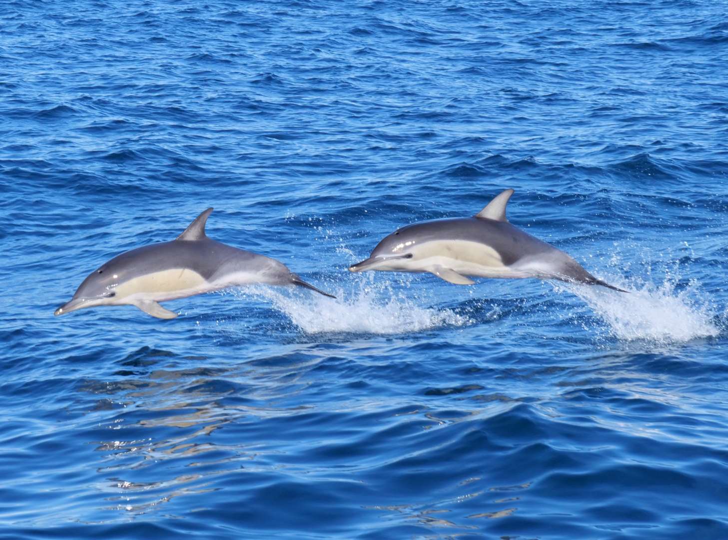 Wild Dolphin Encounter with Jumping common dolphins
