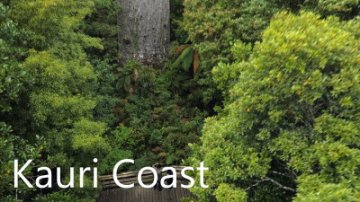 things-to-do-in-kauri-coast