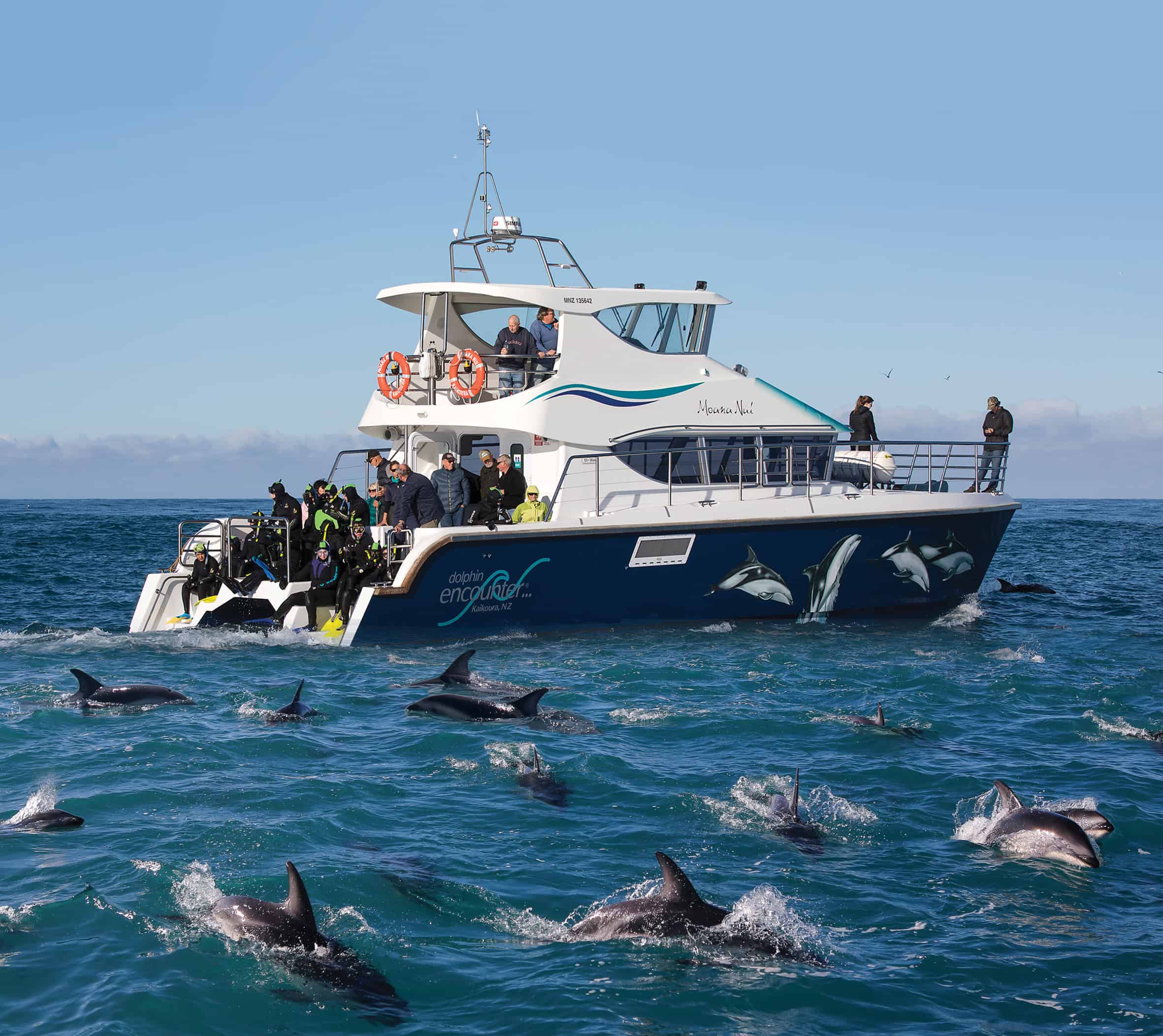Dolphin Encounter - Swim with or watch Kaikoura's Dusky Dolphins | See ...