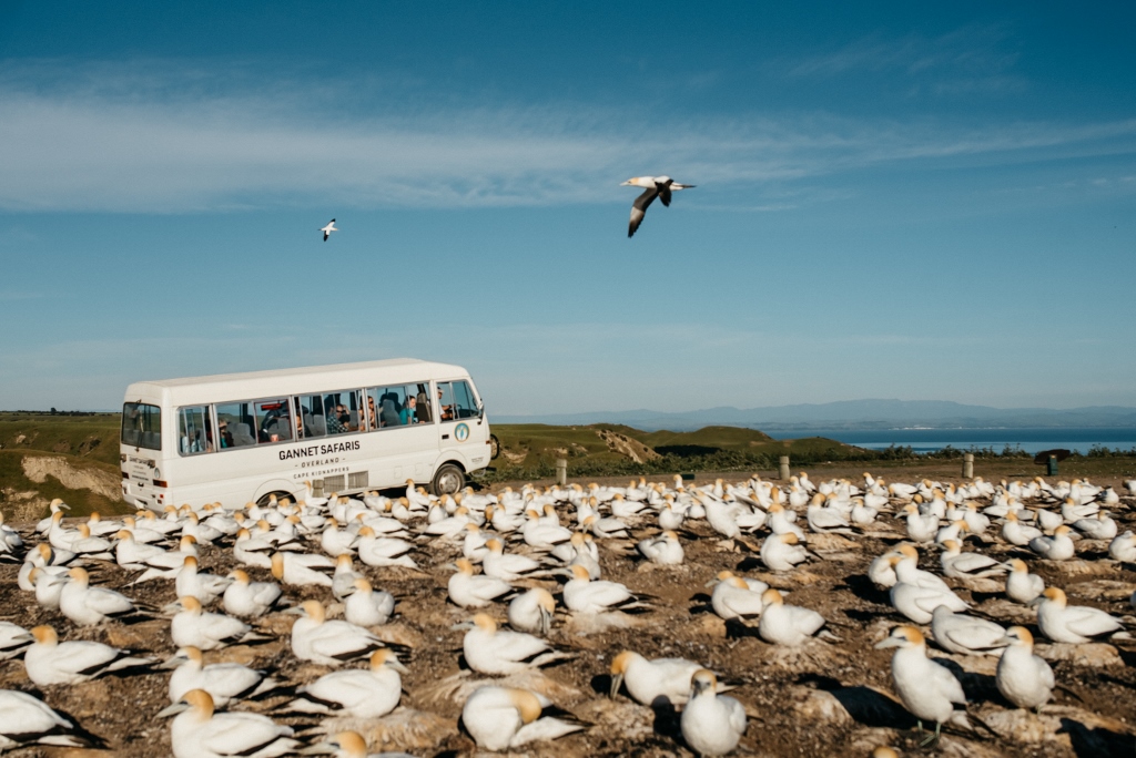 Regular Tour to Cape Kidnappers Gannet Colony | See and Do New Zealand