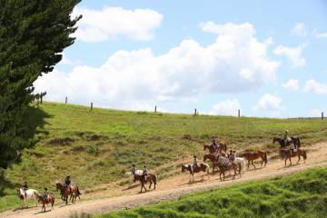 Kates Horse Riding Treks Kerikeri Bay of Islands