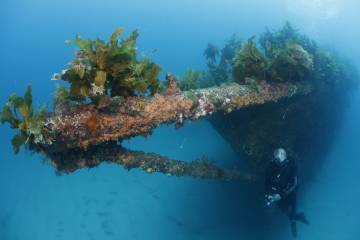 Rainbow Warrior Wrek and Reef Dive Bay of Islands