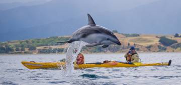 Guided Wildlife Kayaking Kaikoura, Canterbury New Zealand