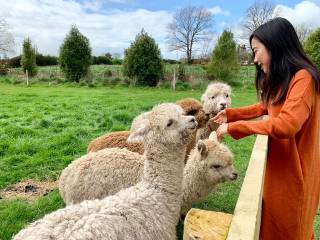 Alpaca Feeding Trail in Hamilton Waikato