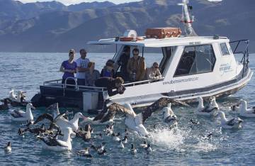 Albatross Encounter Native New Zealand Birds Kaikoura