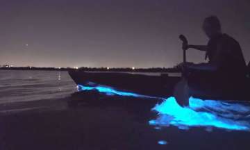 Auckland Bioluminescence Kayak Tour