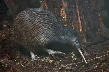 Auckland Kiwi Spotting and Stargazing Tour