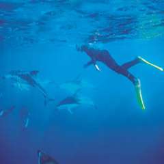 Dolphin Encounter - Swim with the Dusky Dolphins