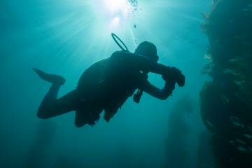 Daves Diving Kaikoura