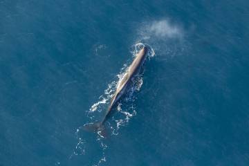 Kaikoura - Whale Watch Premier