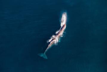 Kaikoura - Whale Watching Ocean Safari