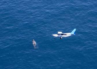 Kaikoura - Whale Watching Tour