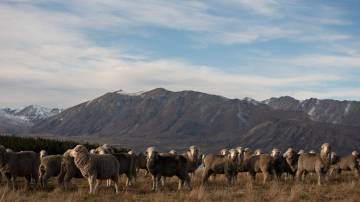 Lake Tekapo High Country Farm Tour