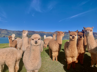 Meet our friendly alpacas at Shamarra Alpacas in beautiful Akaroa