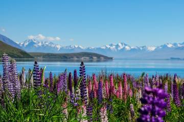 Queenstown to Tekapo One Way Tour, Via Mt Cook