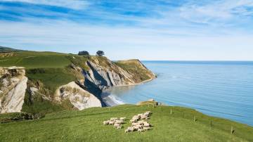 Real New Zealand Tours - Exclusive Working Sheep Farm Tour Day Trip