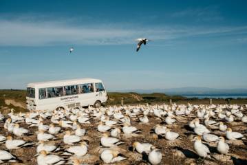 Tour to Cape Kidnappers Gannet Colony