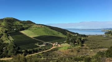 Waiheke Island Vineyards & Bush Walk