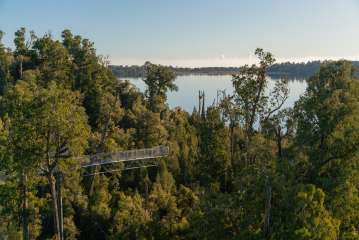 West Coast Treetop Walk & Tower Zipline