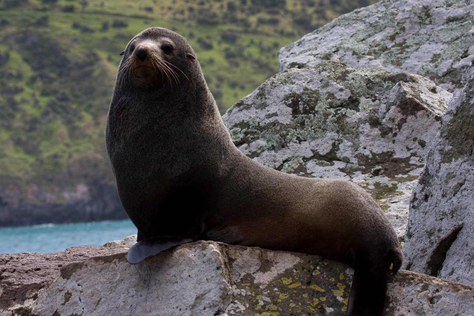 Akaroa New Zealand Seals