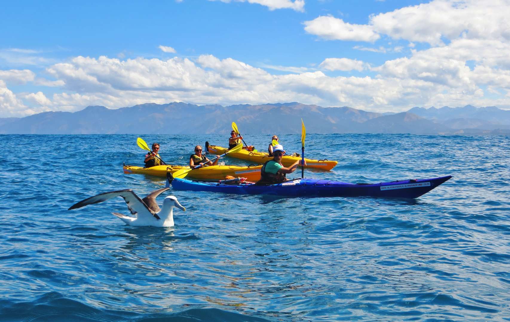Best Kayaking NZ Kaikoura Wildlife