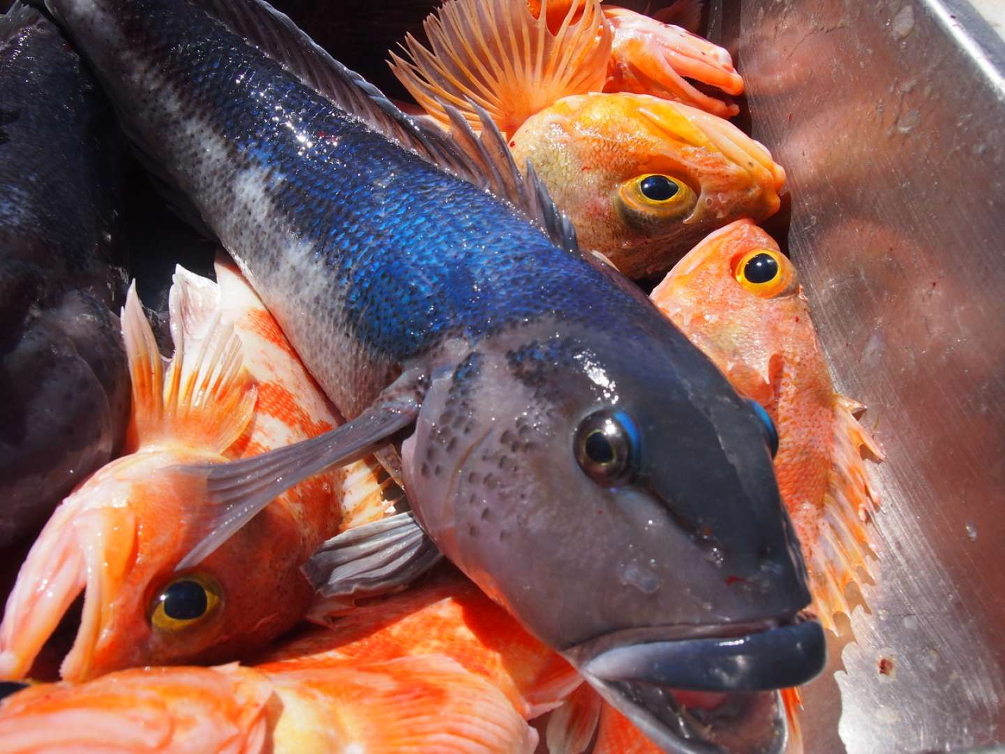 blue cod and perch