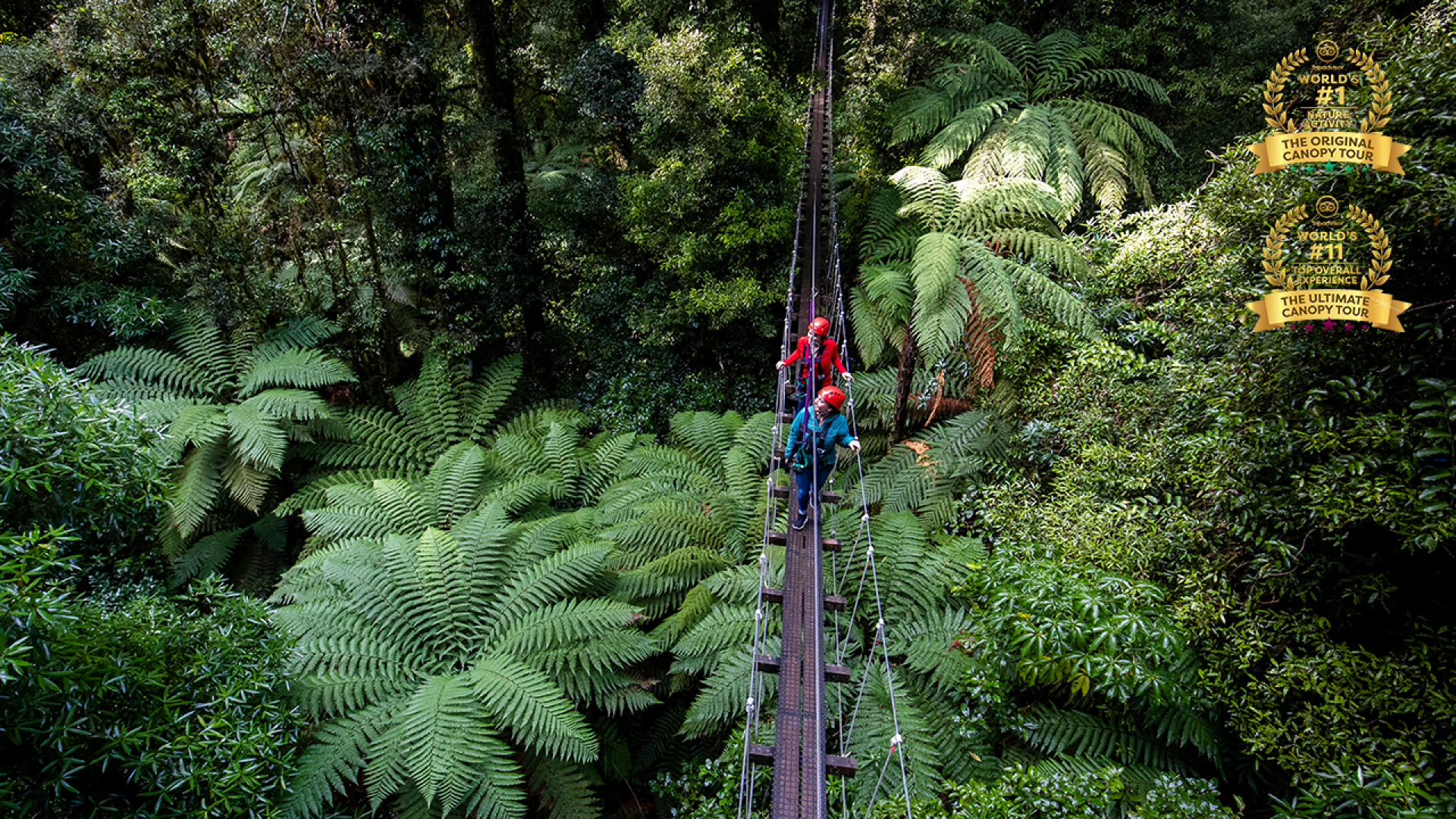 Experience Canopy Tours' native forest experience