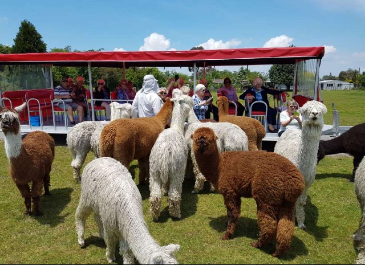 Feed the Alpacas Rotorua