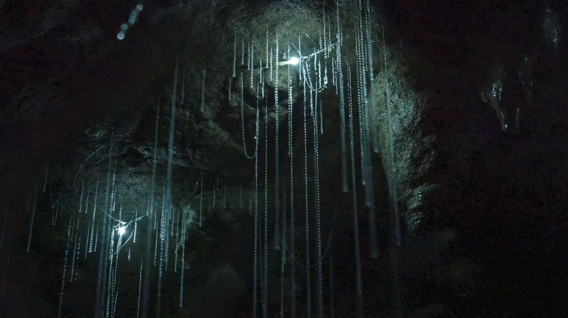 Glowworm close up.