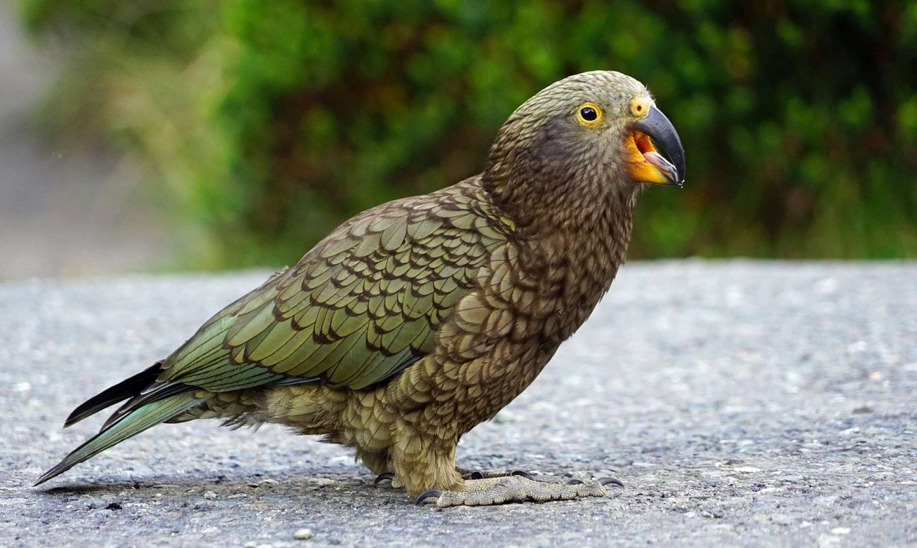 Kea, New Zealands native parrot at Milford Sound