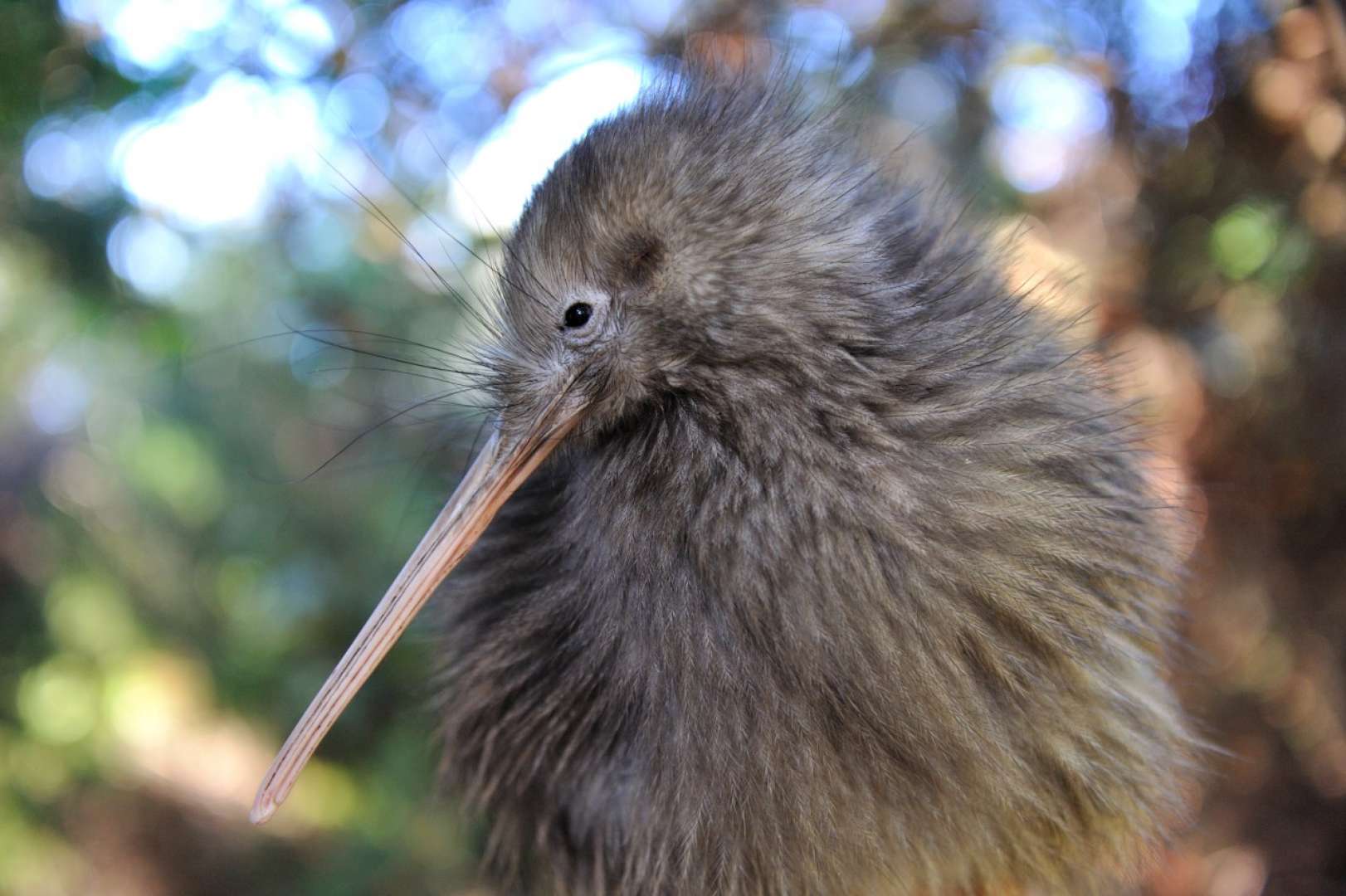 NZ Kiwi, See native kiwi birds in a live enclosure