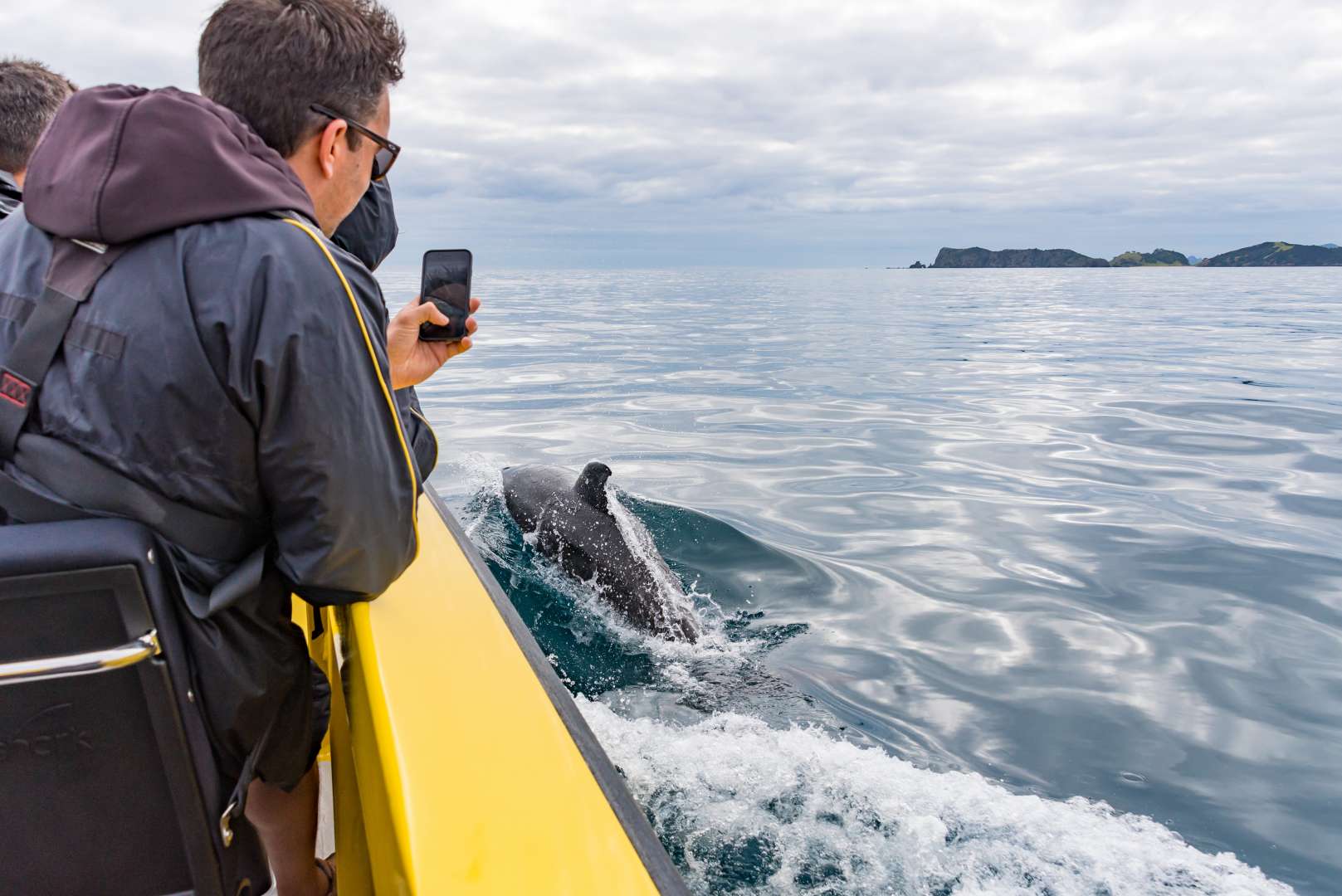Ocean Adventure Sightseeing with Dolphins Things to Do In Paihia