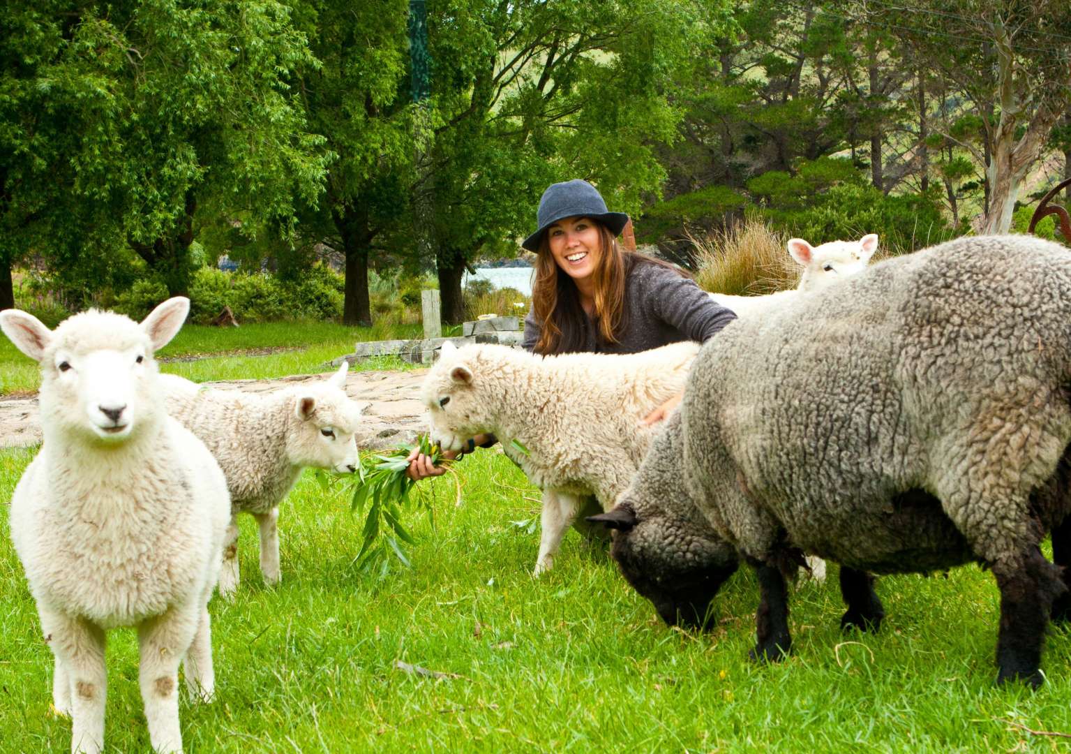 See and feed rare breeds of sheep