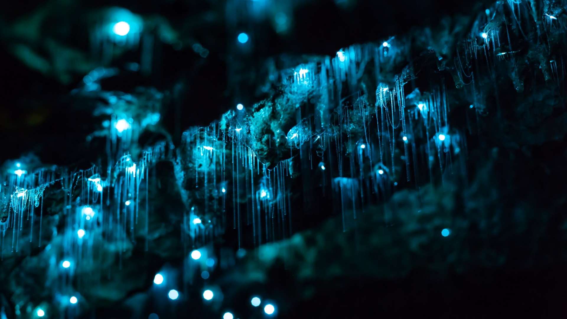 Waitomo Glowworm Caves