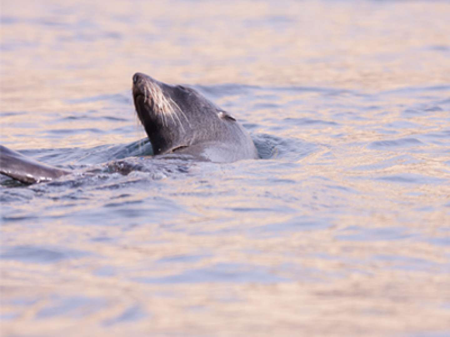 Watch Seals and Wildlife at Pohatu Marine Reserve