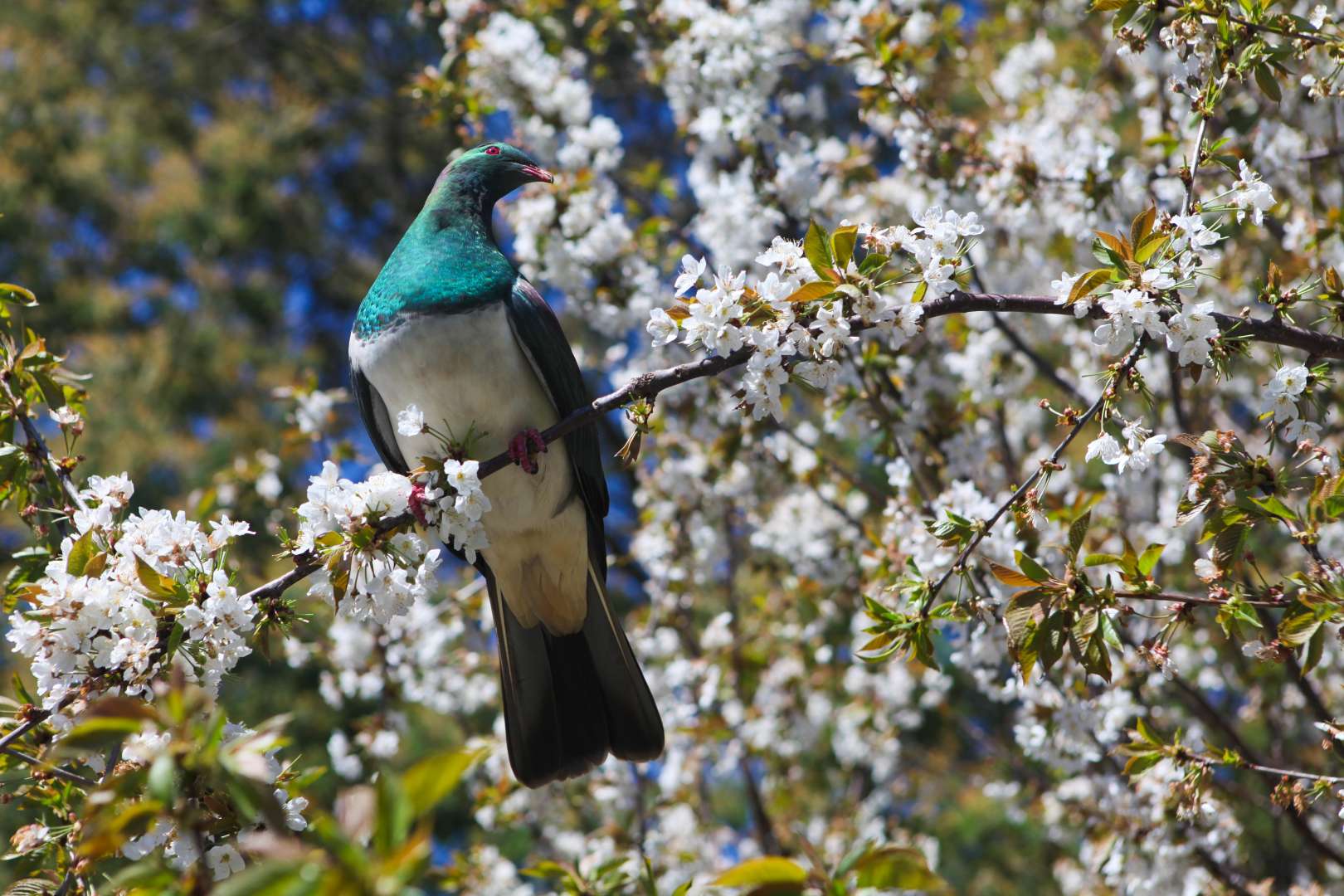 Wood Pigeon Akaroa Canterbury New Zealand Native Bird